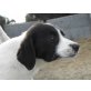 Serena, Jagdhund-Mix - Hündin