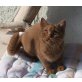 Serenity, Saturn, Samson, Softy, Six, Britisch Kurzhaarkatze - Kater