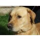 Sergi, Labrador Retriever - Rüde