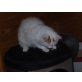 Sermina, Saphira, Langhaarkatze - Katze