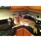 Serval Katzen, Serval - Katze