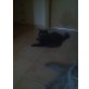 Sessy, Maine-Coon Mix - Katze