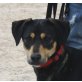 Seta, Dobermann Mix - Hündin
