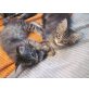 Sethos und Anubis aus ...., Norwegische Waldkatze - Kater
