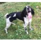 Setter BRUNO- in Tötung..... - Rüde