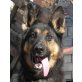 Severus, Severus, kastriert, PS Burgenland - Rüde