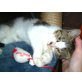 Shadow, Babykätzchen  'dackelt' einem überallhin nach - Katze
