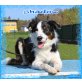 Shadow, Border Collie - Barsoi - Rüde