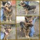 Shadow, Deutscher Schäferhund - Rüde