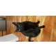 Shadow, Hauskatze - Katze