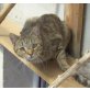 Shadow, Kater Shadow sucht Traumplatz! - Kater