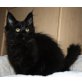 Shadow,Mephisto, Maine Coon - Kater