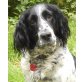 Shadow, Setter-Mix - Hündin