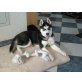 Shadow, Siberian Husky - Rüde