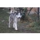 Shadow, Siberian Husky - Rüde