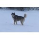 Shadow, Siberian Husky - Rüde