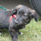 Shadow, mix - Hündin