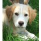 Shaggy, Mischling Welpen - Rüde