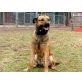 Shaggy, Rodesian Ridgeback Mix - Rüde