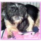 Shaha, Shi Tzu Mix - Rüde