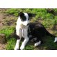 Shaki, Border-Collie - Hündin