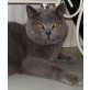 Shakira, Britisch Kurzhaarkatze - Katze