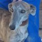 Shakira, Galga, kastriert, geb. ca. 2009/2010 - Hündin