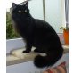 Shakira, Perser-Mix - Katze