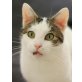 Shakira, Pflegestelle in 85748 Garching - Katze