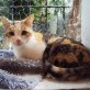 Shakira, ruhige Tricolor - Katze