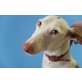 Shakira, sehr nett, Podenco Andaluz - Hündin