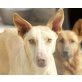 Shambala, Podenco - Rüde