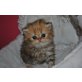 Shanaya, Perser Gold - Katze