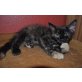 Shania, Maine Coon - Katze
