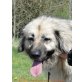 Shania, Podhalener Mix - Hündin