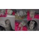 Shans, Schottische Faltohrenkatze - Kater