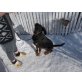 Shanti, Dobermann/Bernersennen - Hündin
