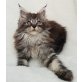 Shanti, Maine Coon - Katze