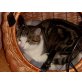 Shanti, Mischling - Katze