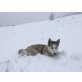 Shanti, Siberian Husky - Hündin
