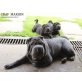 Shar Pei - Hündin