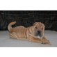 Shar Pei - Hündin