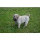 Shar Pei - Rüde