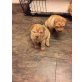 Shar Pei, Shar Pei - Hündin