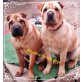 Shar  Pei, Shar Pei - Rüde