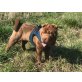 Shar Pei Welpe - Hündin