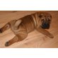 Shar Pei Welpen - Hündin
