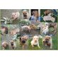 Shar Pei Welpen - Rüde