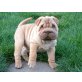 Shar Pei Welpen - Rüde