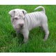 Shar Pei Welpen - Rüde